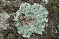 Punctelia borreri