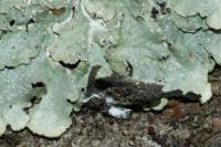 Punctelia borreri