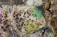 Lecidella elaeochroma