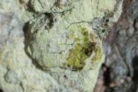 Lecanora expallens