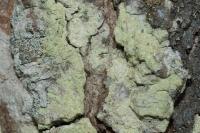 Lecanora expallens