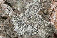 Arthonia radiata