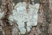Lepra albescens