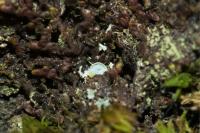 Normandina pulchella