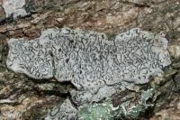 Graphis scripta