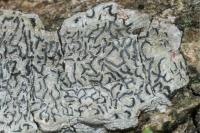 Graphis scripta