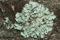 Punctelia jeckeri