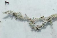 Cladonia furcata