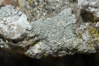 Polyozosia albescens
