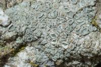 Polyozosia albescens