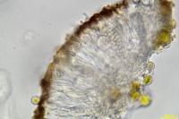 Athallia cerinella