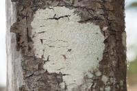 Lecanora albella