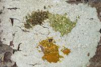 Lecanora albella