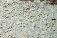 Lecanora albella