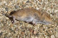 Clethrionomys glareolus