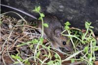 Apodemus sylvaticus