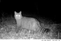 Felis silvestris