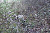 Renard roux