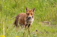 Renard roux