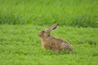 Lièvre d'Europe