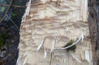 Castor fiber