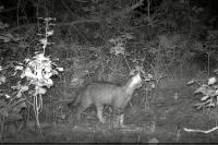 Felis silvestris