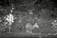 Felis silvestris