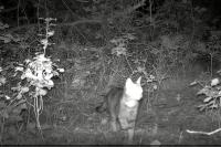 Felis silvestris