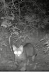 Felis silvestris