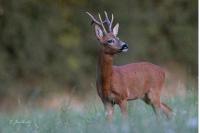 Chevreuil européen