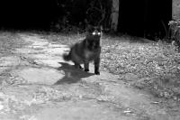 Felis catus