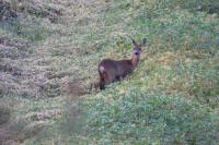 Capreolus capreolus