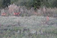 Capreolus capreolus