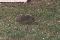 Erinaceus europaeus