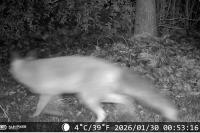 Vulpes vulpes
