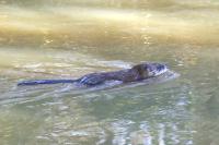 Ondatra zibethicus