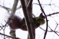 Sciurus vulgaris