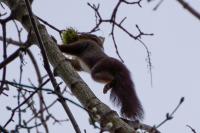 Sciurus vulgaris