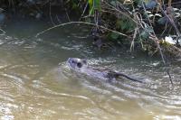 Myocastor coypus