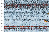 Pipistrellus pipistrellus