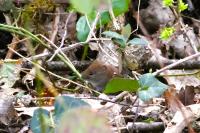 Clethrionomys glareolus