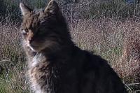 Felis silvestris