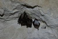 Myotis emarginatus