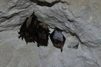 Myotis bechsteinii