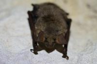 Myotis myotis