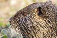 Myocastor coypus
