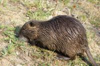Myocastor coypus