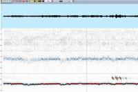 Barbastella barbastellus