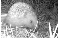 Erinaceus europaeus
