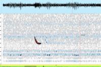 Pipistrellus pipistrellus